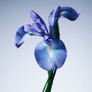 iris-bleu