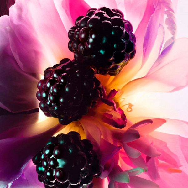esencia-de-perfume-notas-confitadas-florales-y-amaderadas