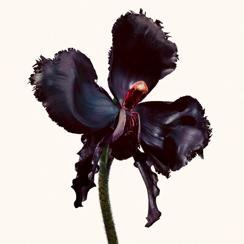 TOM FORD Black Orchid Reserve 100 ml Unisex – imagen 2