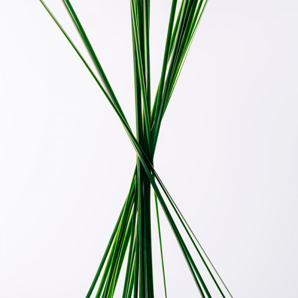 loewe-essence-eau-de-toilette-set