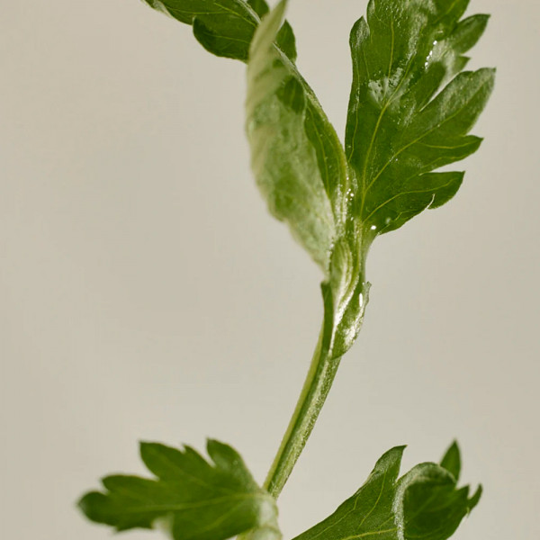 matte-sun-stick-mugwortcamellia-spf-50-pa-protetor-facial-adesivo