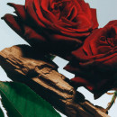 velvet-rose-oud-desodorante-corporal