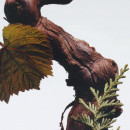 cypress-grapevine-spray-do-ciala
