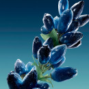 striking-lavender