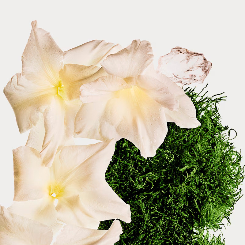 Calvin Klein Cotton Musk Hair Body Perfume Mist