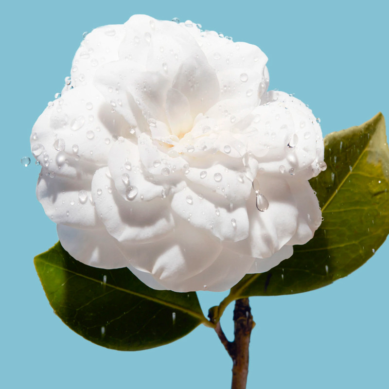 hydra-beauty-micro-cream-plumping-and-strengthening-moisturizer