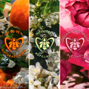 aqua-allegoria-rosa-rossa-forte