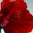 red-hibiscus-cologne-intense