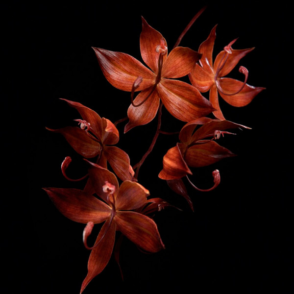orchidee-imperiale-black-ujedrniajacy-i-regenerujacy-krem-na-dzien