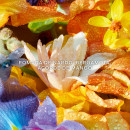 aqua-allegoria-florabloom