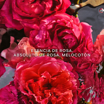 aqua-allegoria-rosa-rossa-forte