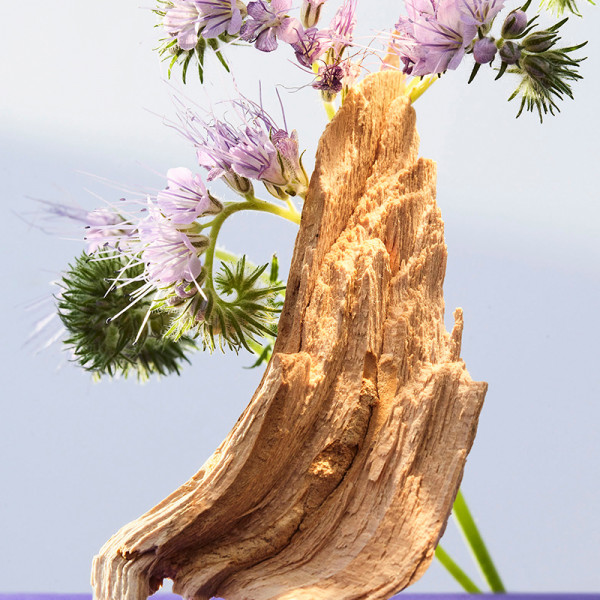 Omnia Amethyste