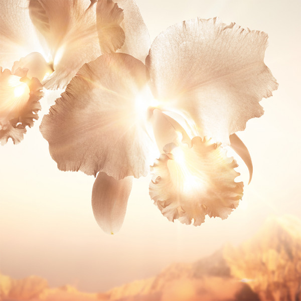 Orchidée Impériale Gold Nobile El Sérum