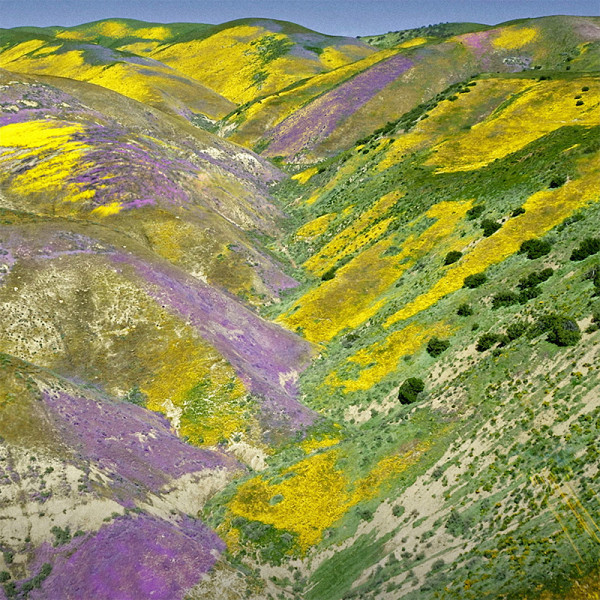 Aqua Allegoria Florabloom Forte