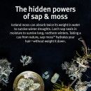 sap-moss-licht-hydraterende-shampoo