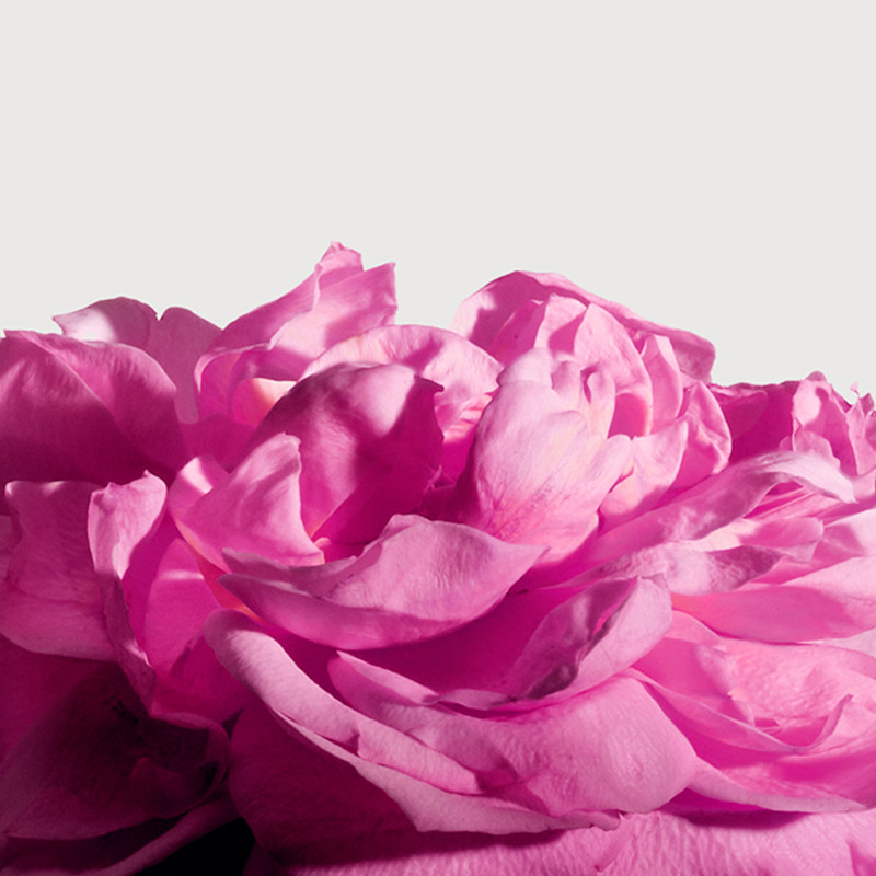 Matiere Premiere Radical Rose Matiere Premiere Sabina Extrait de Parfum