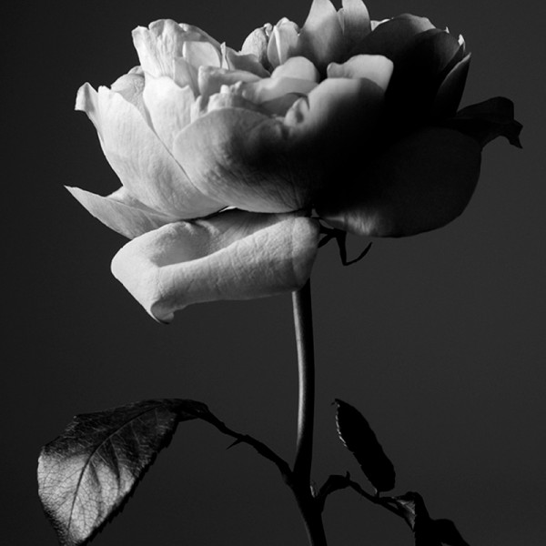 portrait-of-a-lady-limited-edition-15th-anniversary portrait-of-a-lady-limited-edition-15th-anniversary