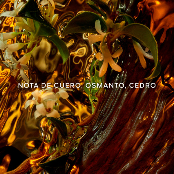 absolus-allegoria-cuir-intense